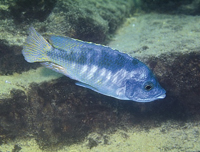 Mylochromis labidodon 'Mbenji Island'